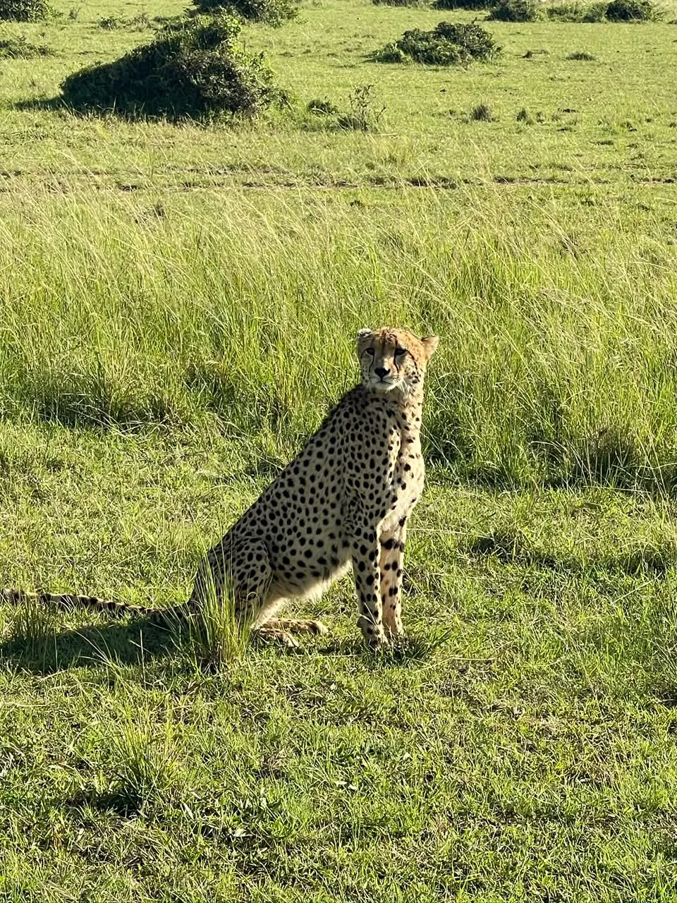 3-days-masai-mara-national-reserve-budget-safari-20260611-112438-9d1e0b.webp