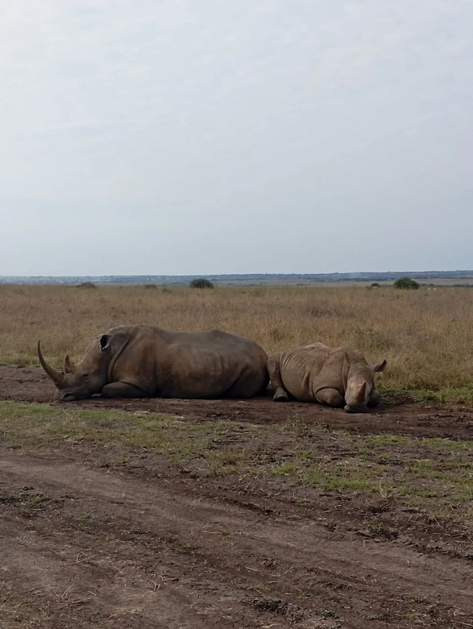 Wildebeest and safari vehicle during a Tanzania migration safari