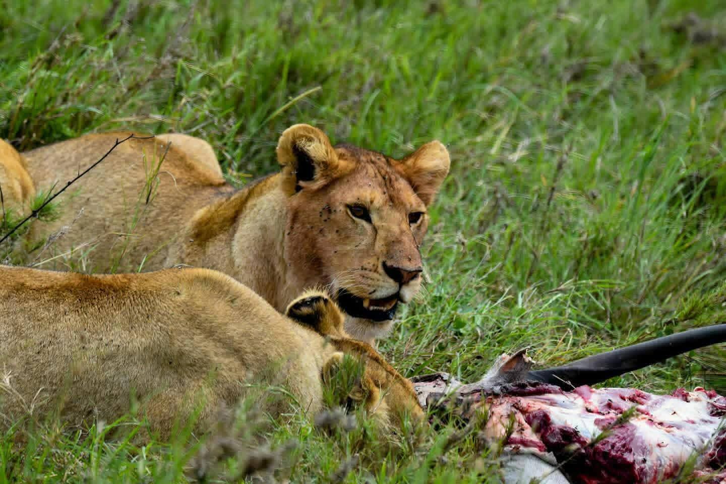 2 day Tsavo East safari