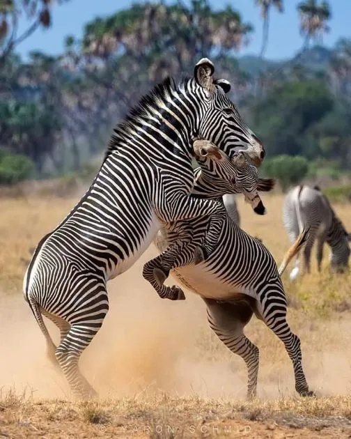 Ngorongoro Crater game drive in Tanzania