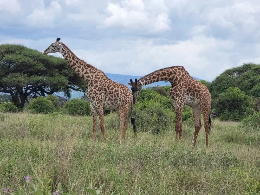 5 Days Kenya Migration Big Five Safari