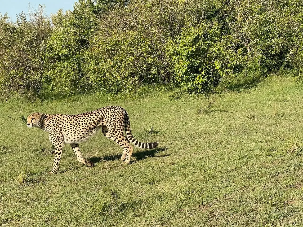 5 Days Tsavo East Safari in Kenya featuring red elephants, lions, stunning landscapes, and unforgettable wildlife encounters