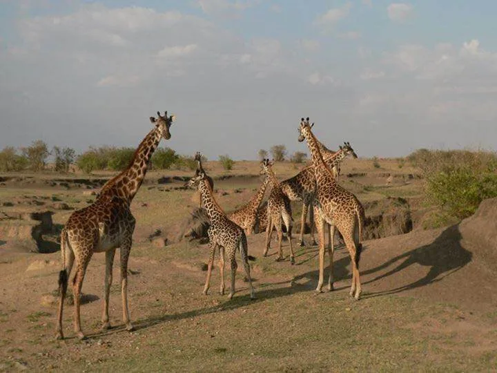 3-days-serengeti-fly-in-20260825-122706-d1b54f.webp