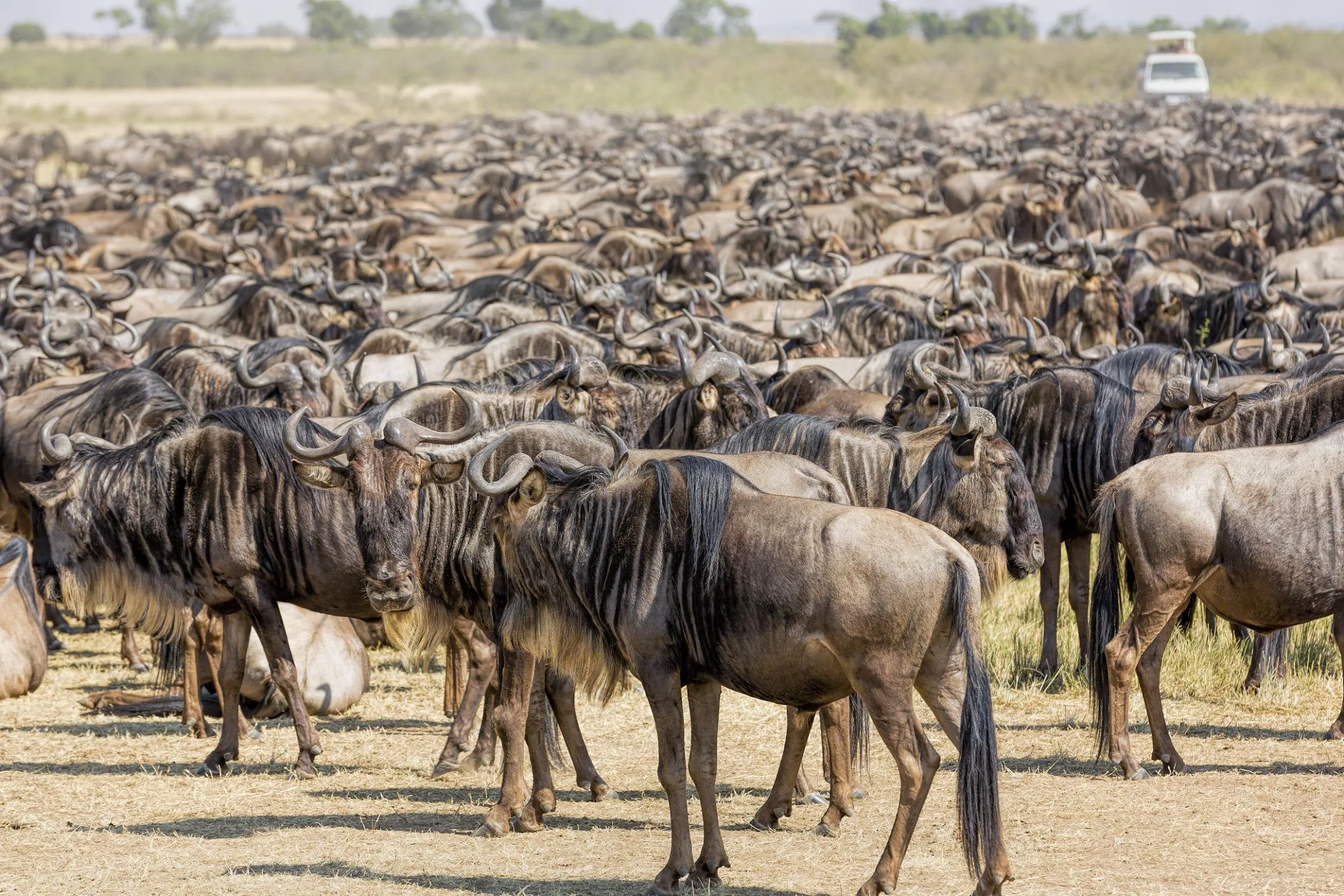 4-Day Great Migration Safari Kenya 2026/2027
