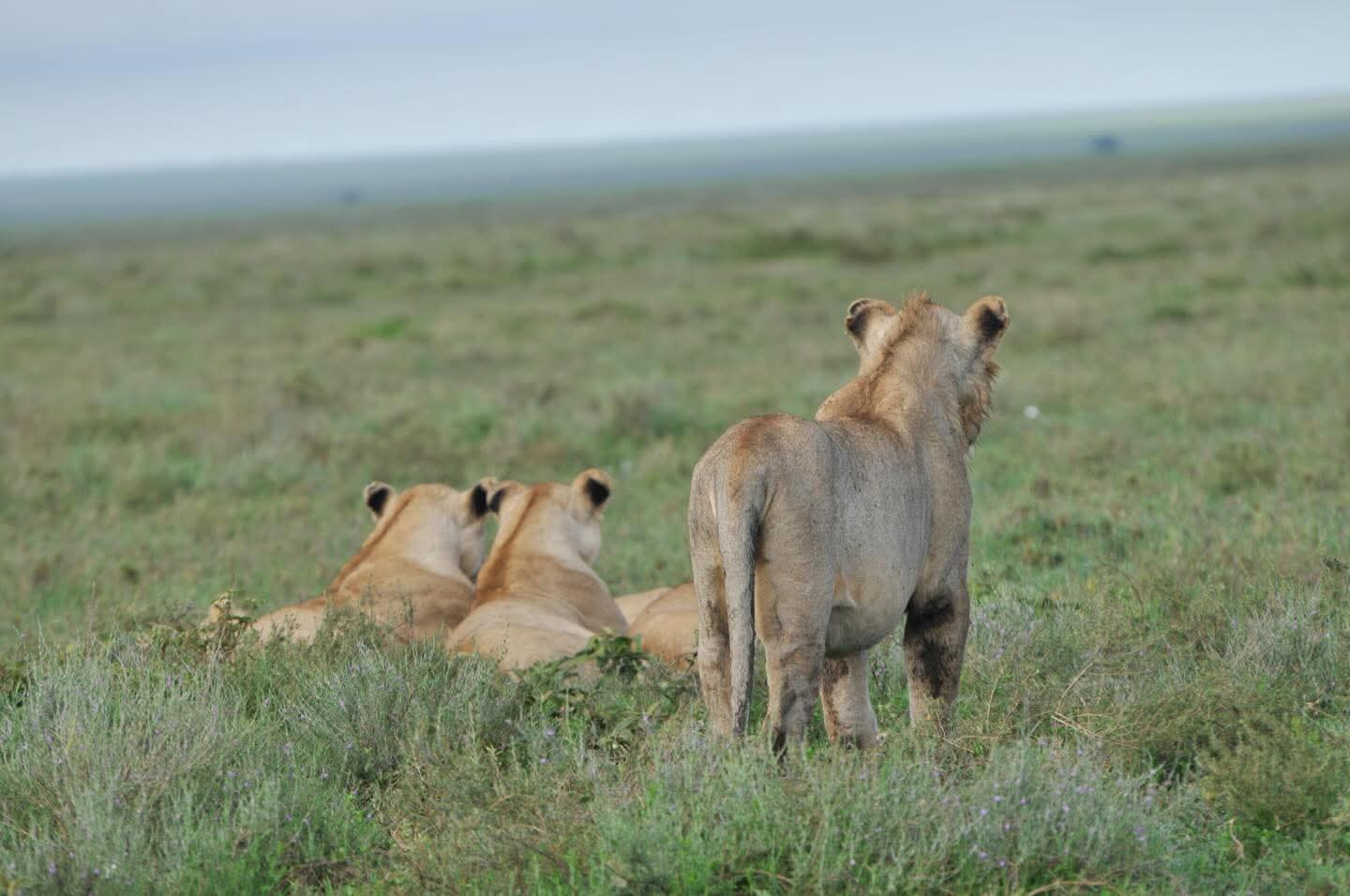Two-day Amboseli Safari from Nairobi