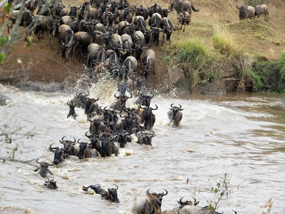 7-days-kenya-safari-and-diani-beach-2026-2028