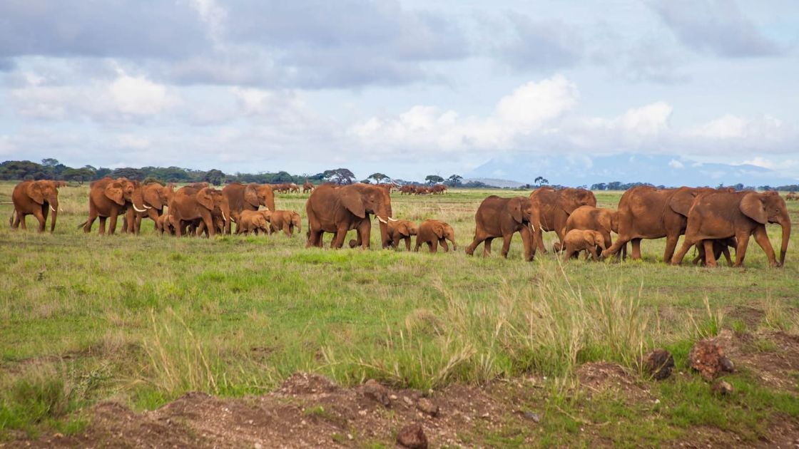 6 Days Kenya Budget Group Safari