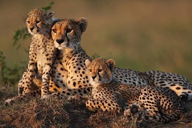 3 days Amboseli tour