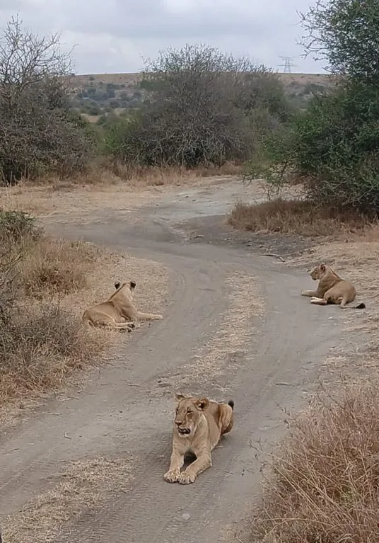 5 Days Tanzania Northern Circuit Safari – Tarangire, Serengeti & Ngorongoro