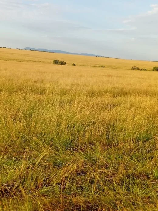 Wildlife on the Serengeti plains during a Tanzania safari