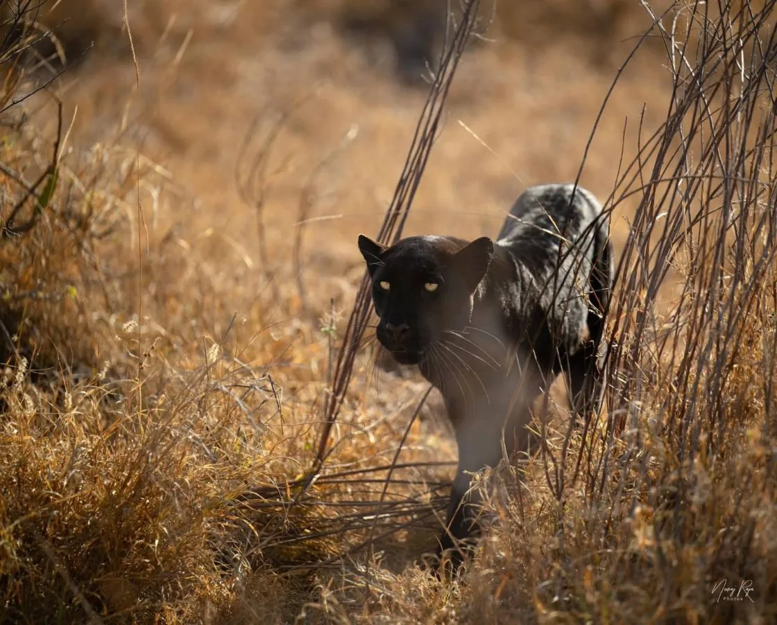 5 Days Kenya Migration Big Five Safari