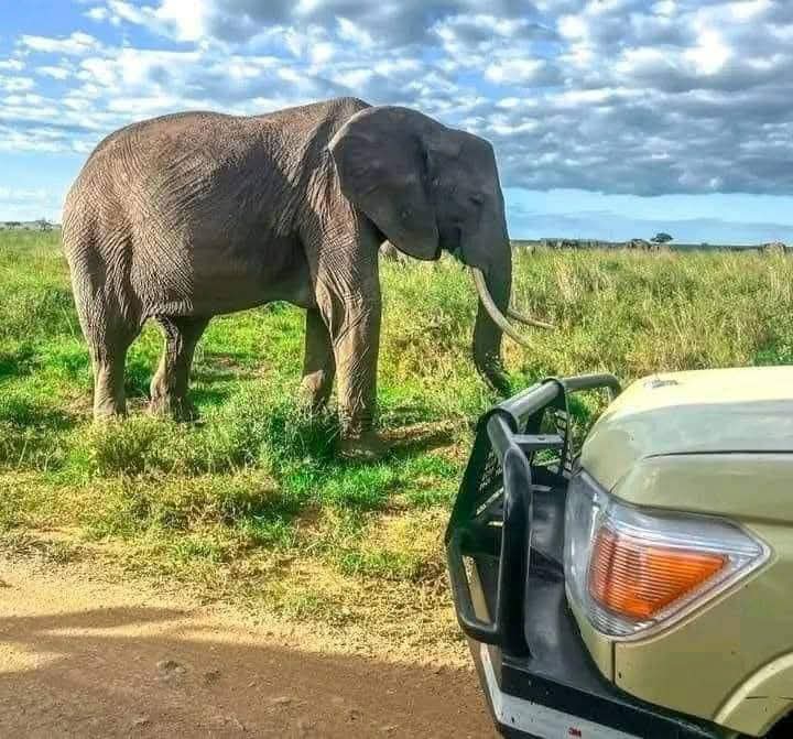Large elephant tusker in Amboseli National Park