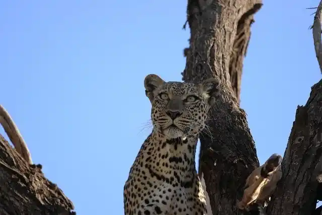10 Days Kenya Migration Wildlife Safari From Australia