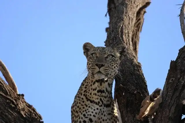 10 Days Kenya Migration Wildlife Safari From Australia