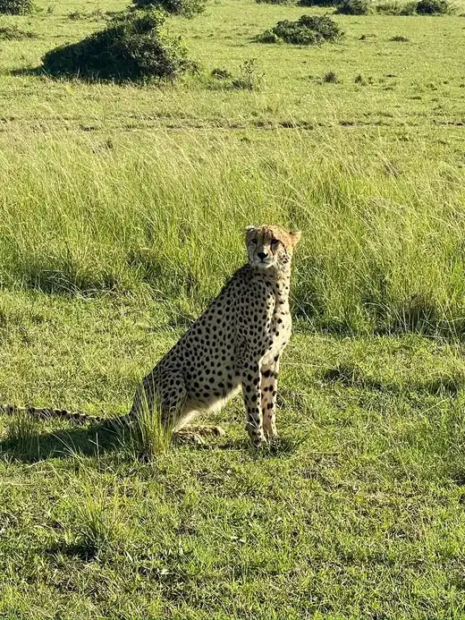 Cheetah watching wildebeest herds on the Ndutu plains