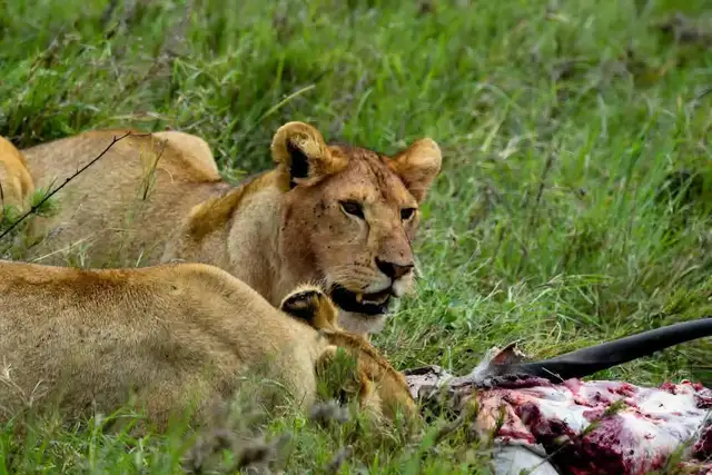 2 Days Maasai Mara Safari
