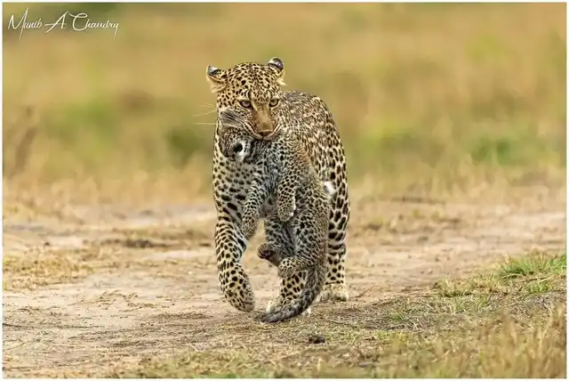 2 Days Tsavo East Safari Tour