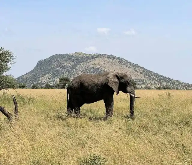2 Days Tsavo West Safari