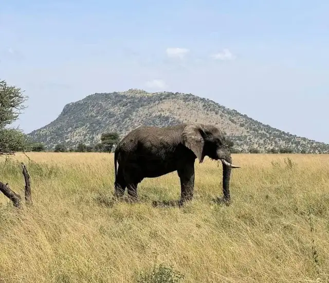 2 Days Tsavo West Safari