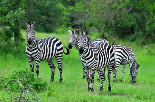 Zebras grazing on the open grasslands of the Masai Mara