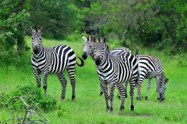 Zebras grazing on the open grasslands of the Masai Mara