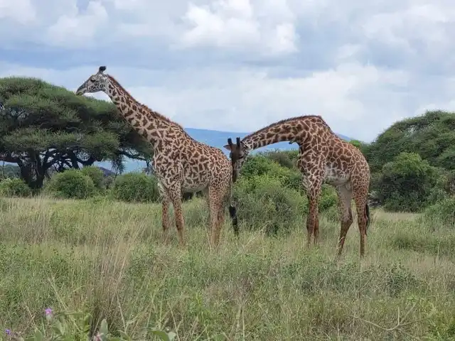 3 Days Meru Safari Tours