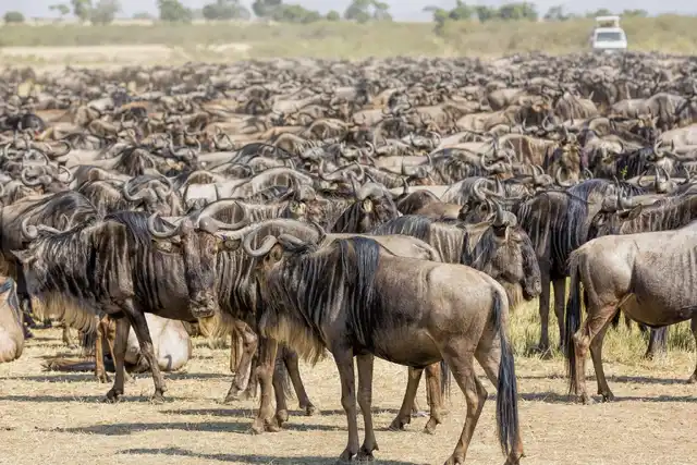4 Day Great Migration Safari in Masai Mara Kenya with wildebeest river crossing