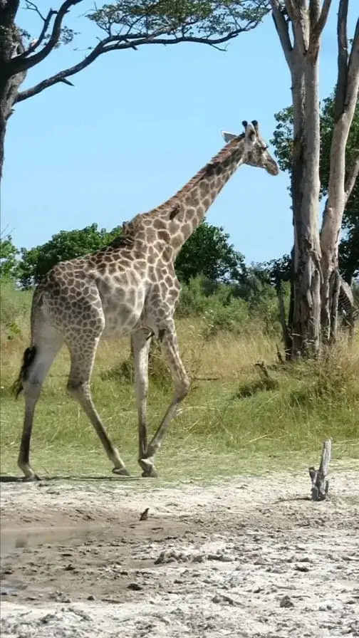 4 Days Lewa Luxury Safari