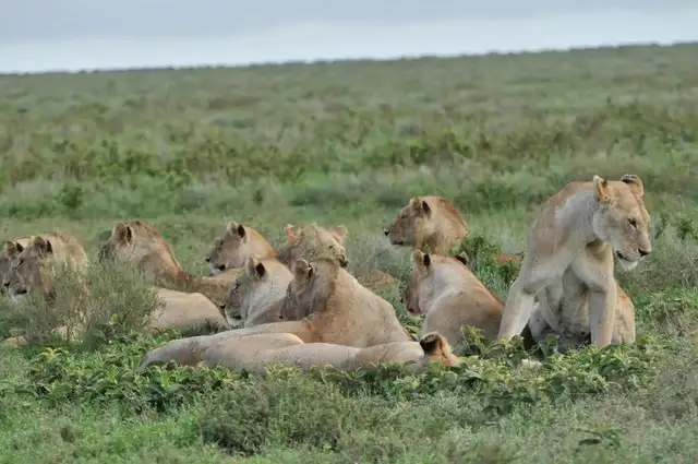 6 Days Samburu Meru National Park and Ol Pejeta Safari Tour Kenya 2026