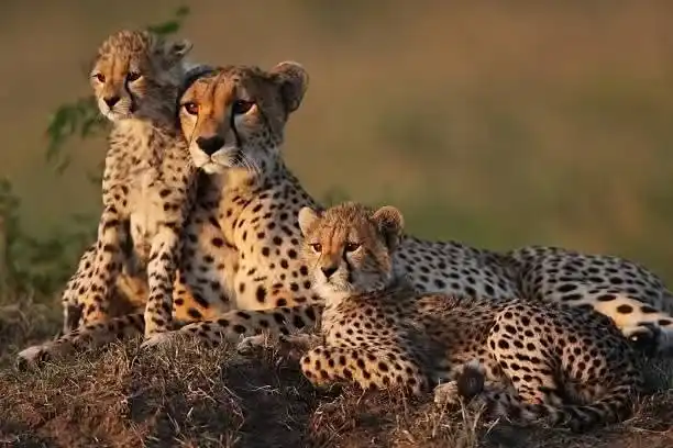 Amboseli National Park