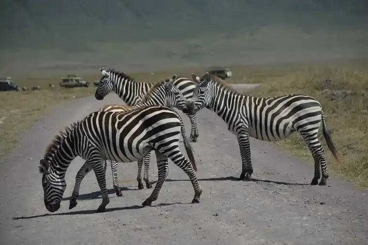 6 Days Kenya Ultra Luxury Safari