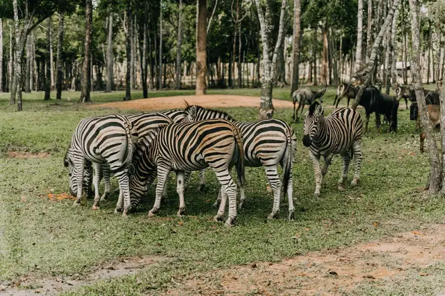 6 Days Maasai Mara, Lake Naivasha & Amboseli Group Tour