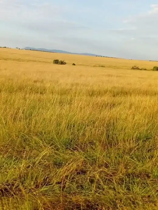 Wildlife on the Serengeti plains during a Tanzania safari