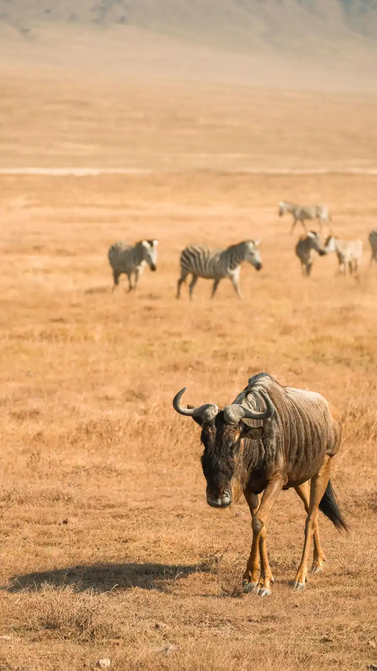 7 Days Kenya Affordable Group Safari