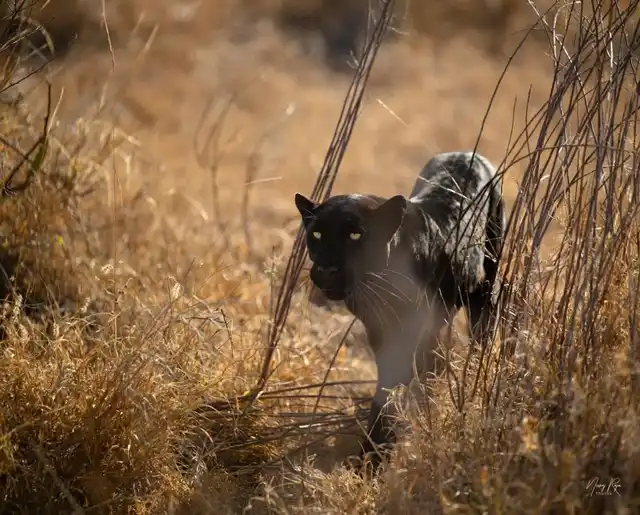 7 Days Kenya Affordable Safari Tour