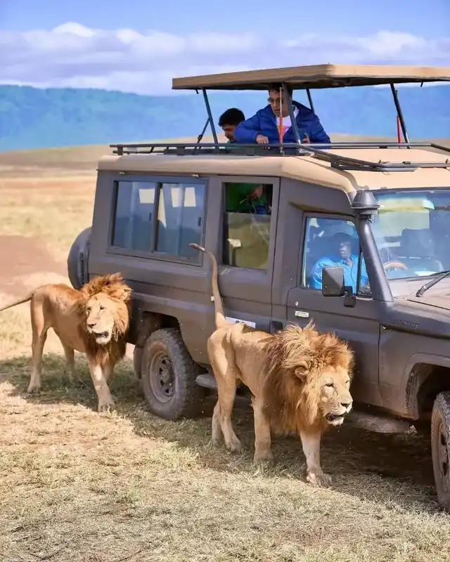 5 Days Kenya Family Safari Tour Mid-Range game drive in Masai Mara