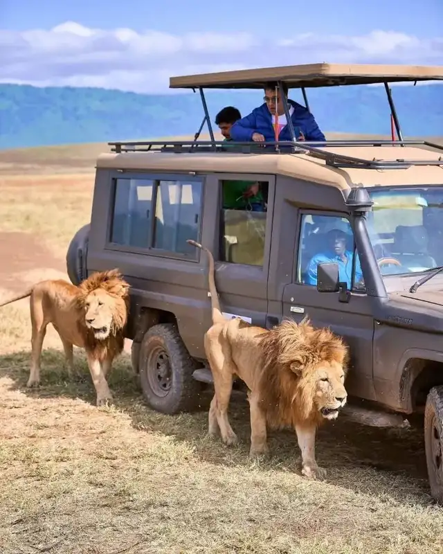4 Days Samburu and Meru National Park Tour safari vehicle viewing elephants in Kenya's northern wilderness