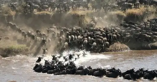 Great Wildebeest Migration in the Masai Mara National Reserve