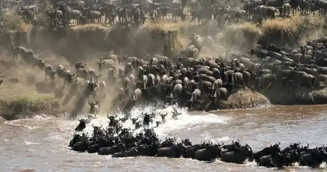 7 Days Kenya Safari and Zanzibar Beach Tour featuring Maasai Mara wildlife and Zanzibar white-sand beaches