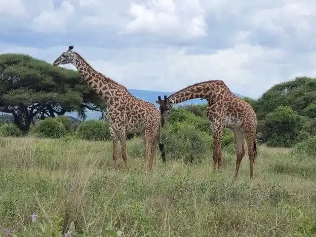 Reticulated giraffe feeding on acacia trees in Samburu National Reserve