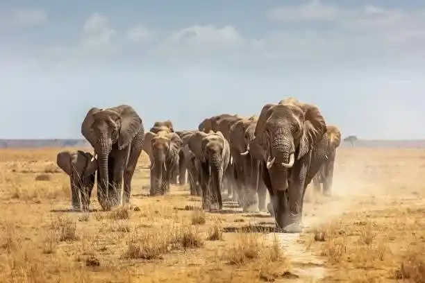 9 Days Kenya Big Five and Beach Safari Tour in Masai Mara Amboseli and Mombasa