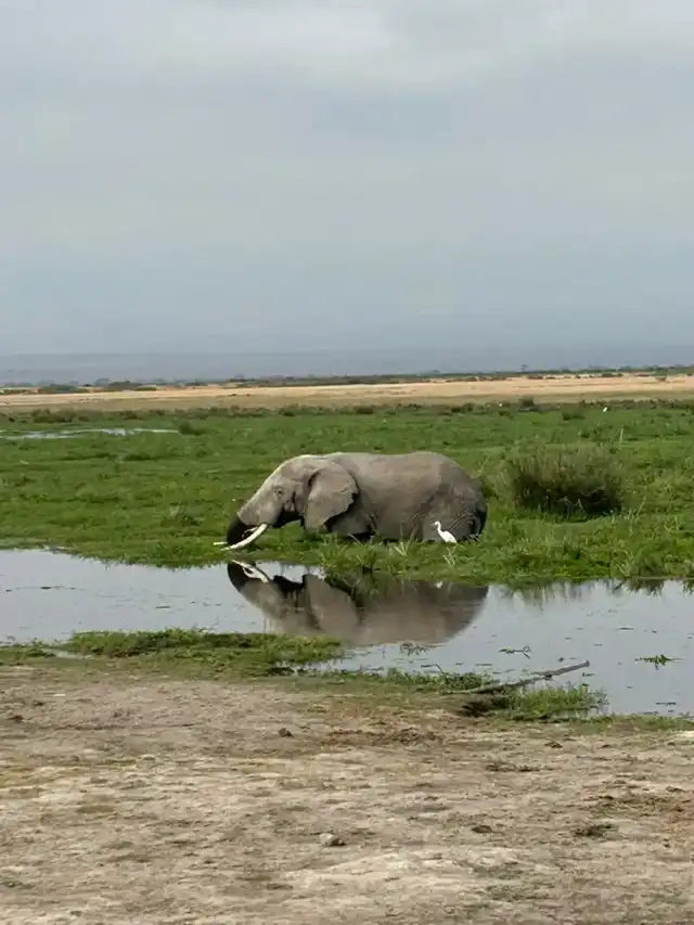 Amboseli huge elephant of a wetland
