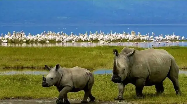 White rhino in Lake Nakuru National Park Kenya