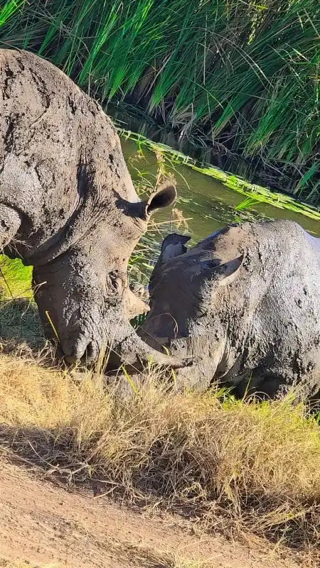 Black rhino on the Ngorongoro Crater floor