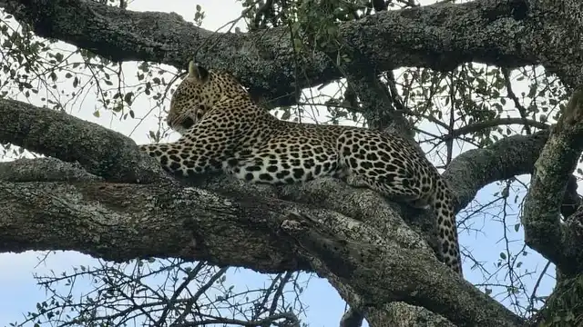 Day Tour in Tsavo East & Tsavo West