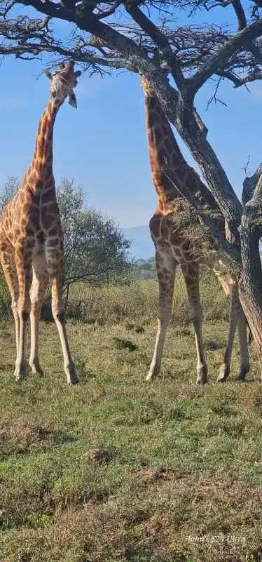 Maasai giraffes browsing acacia trees during a Tarangire wildlife safari