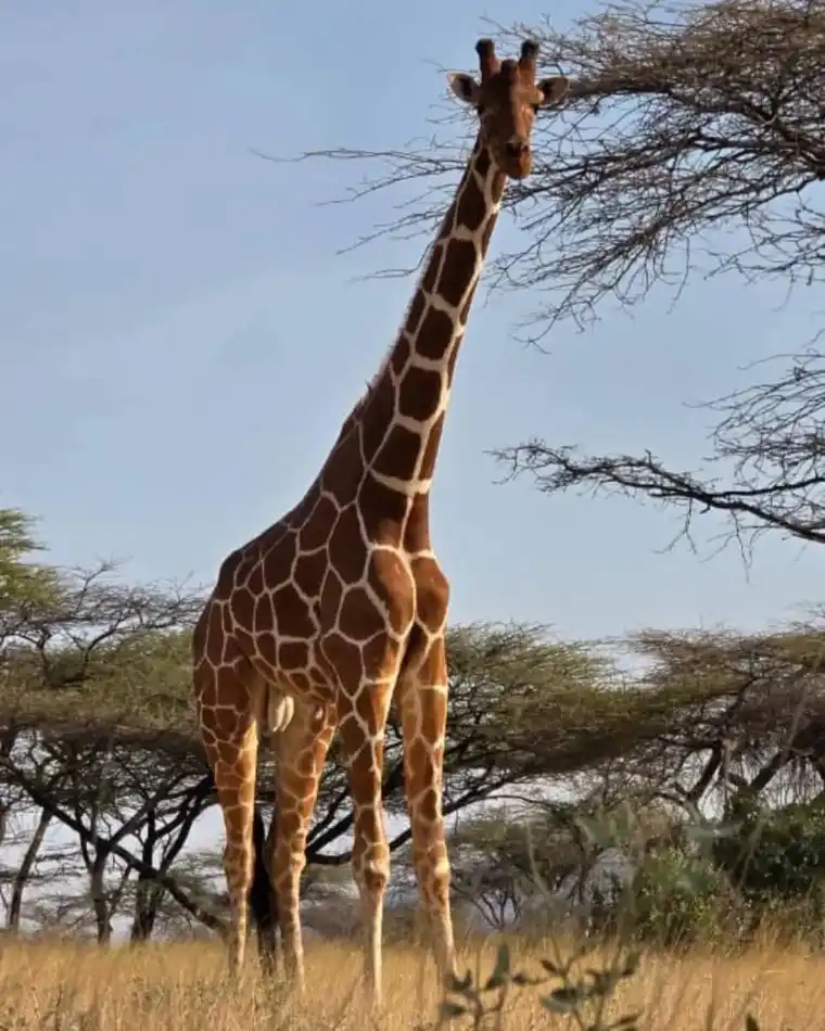 Two giraffes feeding on an acacia tree during a Tanzania safari