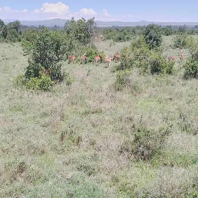 Central Serengeti plains on a 3-day Tanzania sharing safari