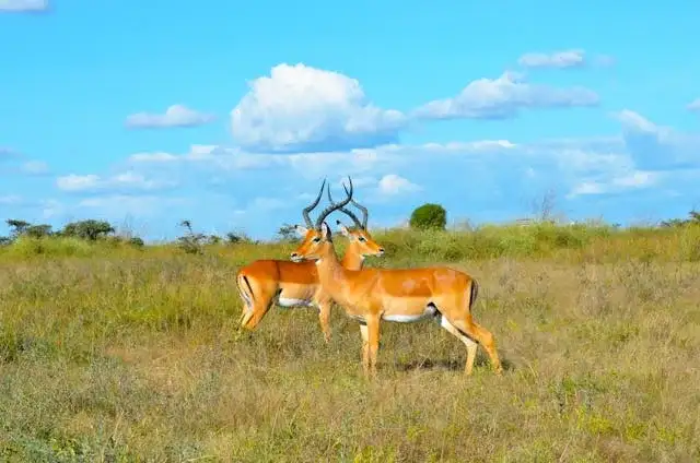 6 Days Samburu and Masai Mara Fly-In Safari with wildlife game drives in Kenya