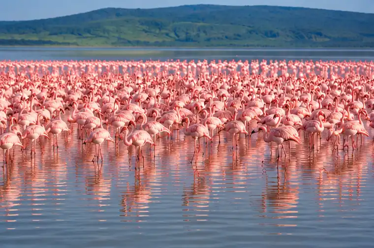 Pink flamingos at Lake Nakuru National Park Kenya